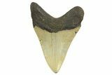 Serrated, Fossil Megalodon Tooth - North Carolina #298873-1